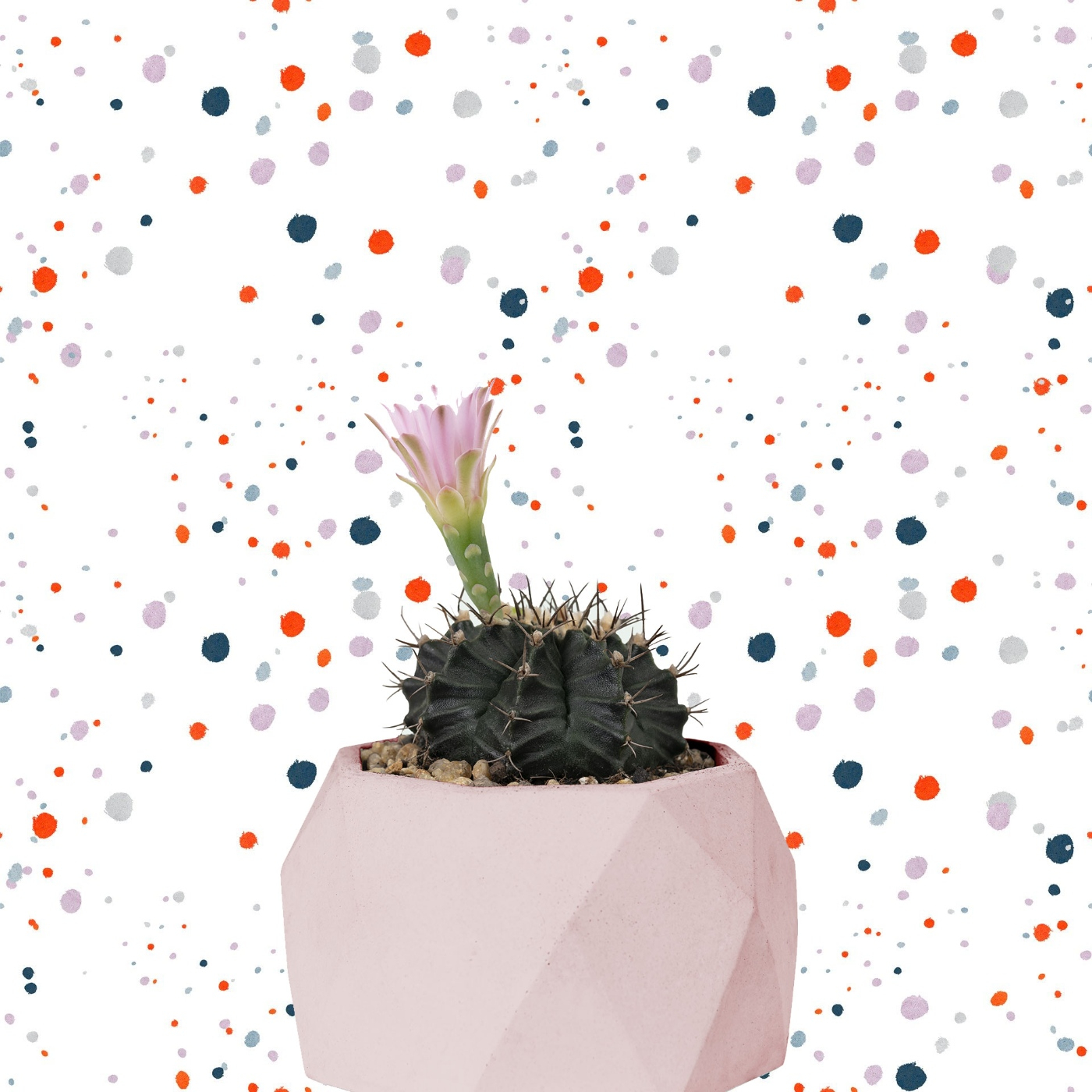 Cactus Confetti