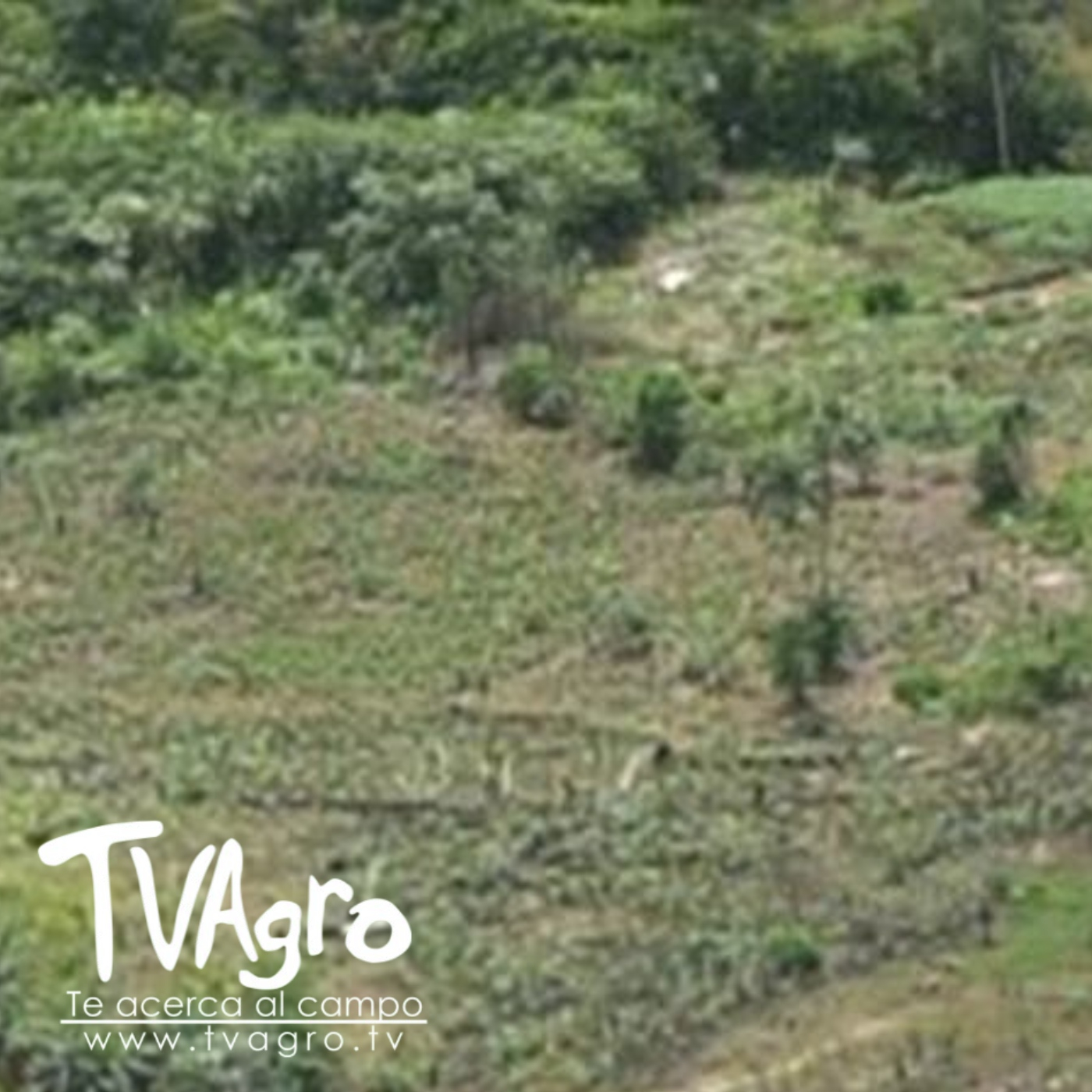 Deforestación cedió en Colombia en 2022 - TvAgro por Juan Gonzalo Angel Restrepo — TV AGRO cover