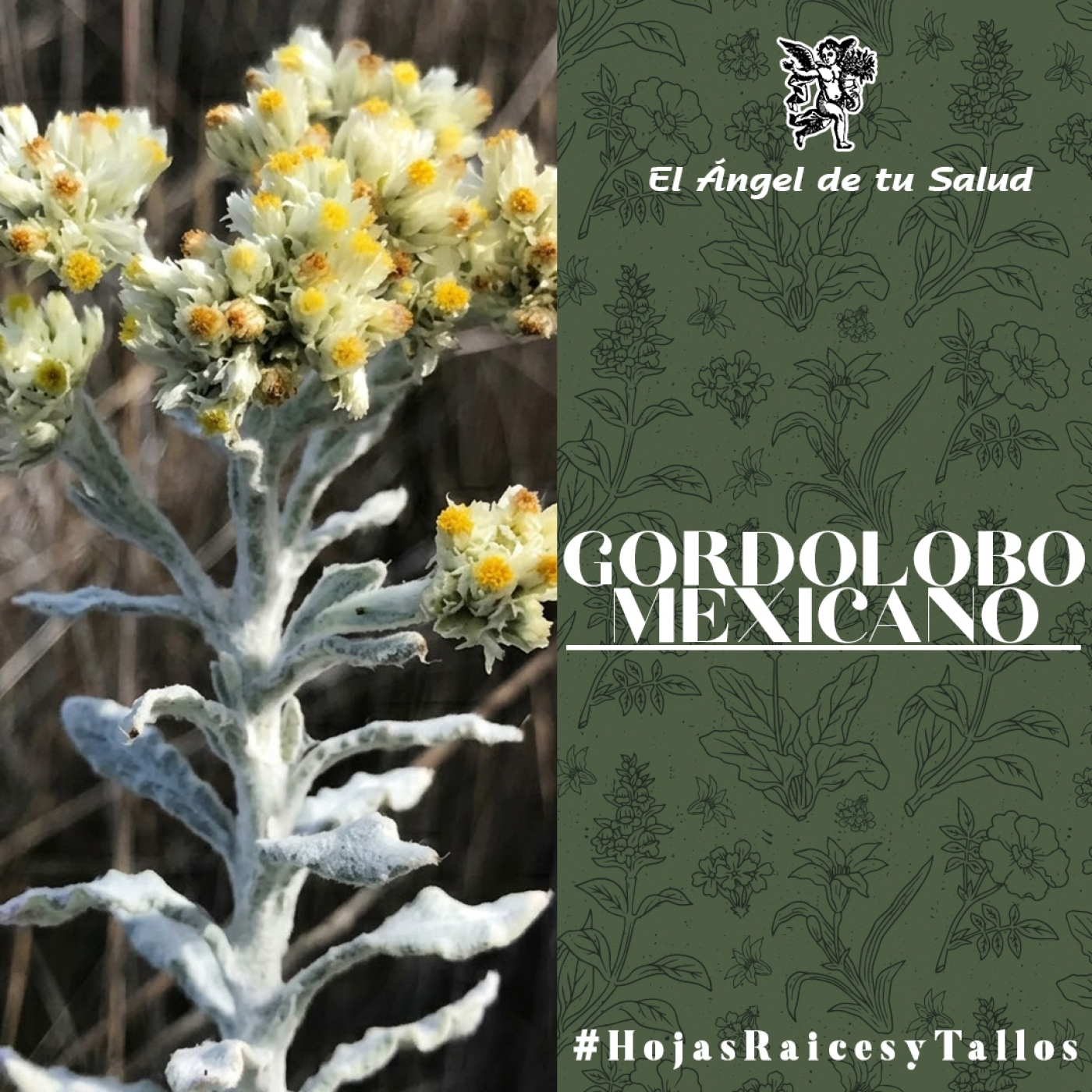 El Ángel de tu Salud - Gordolobo Mexicano** episode artwork
