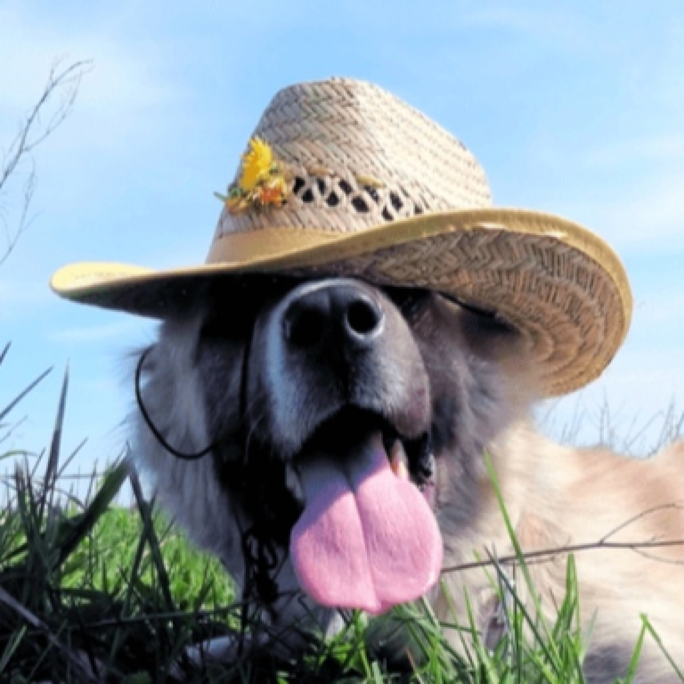 Podcast Mascotero - Mundo animal