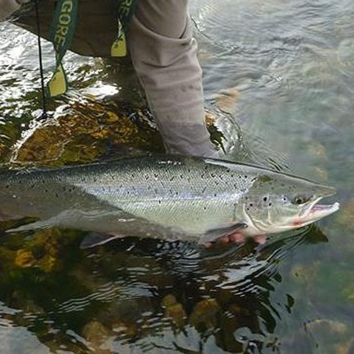 Rio de la Vida pesca