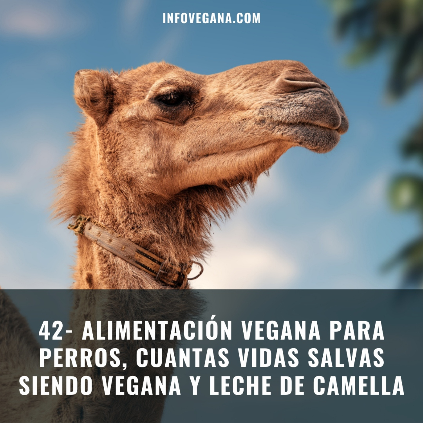 Infovegana, podcast de veganismo y sostenibilidad