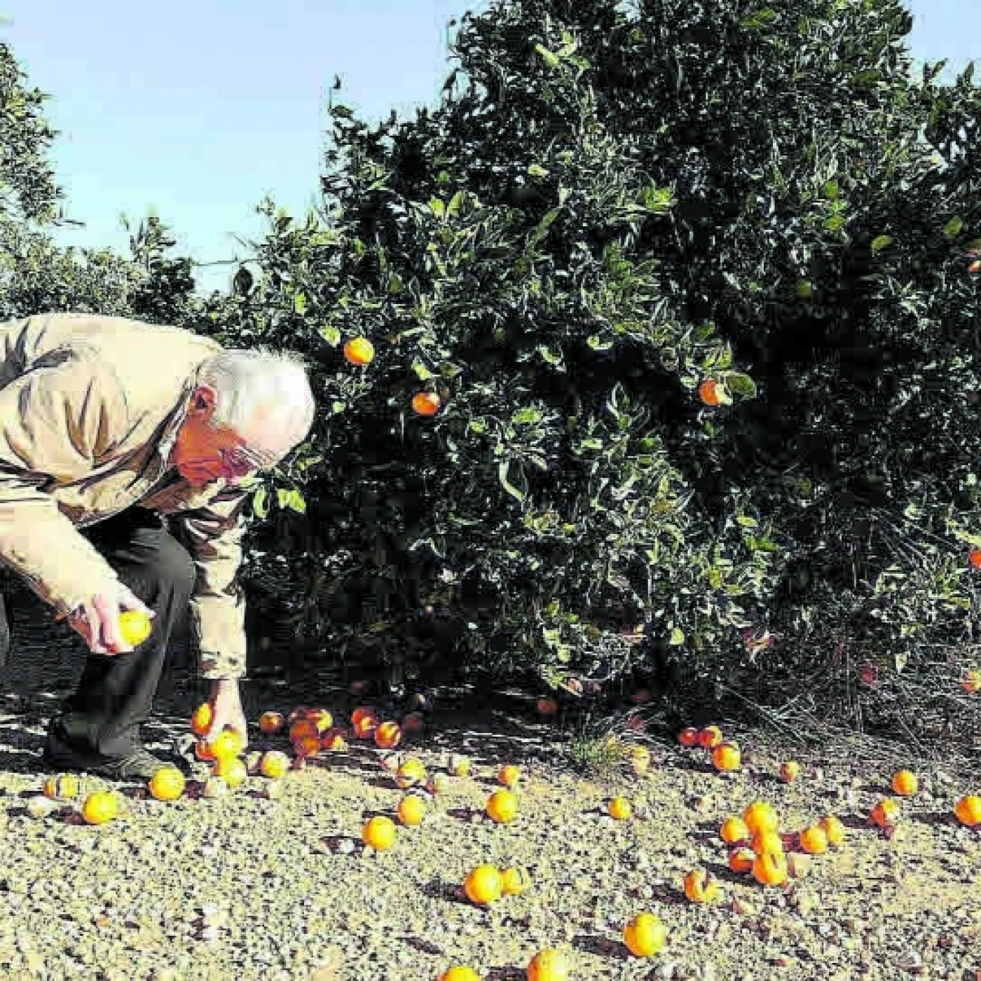 La mitat dels agricultors de la província té més de 65 anys episode artwork
