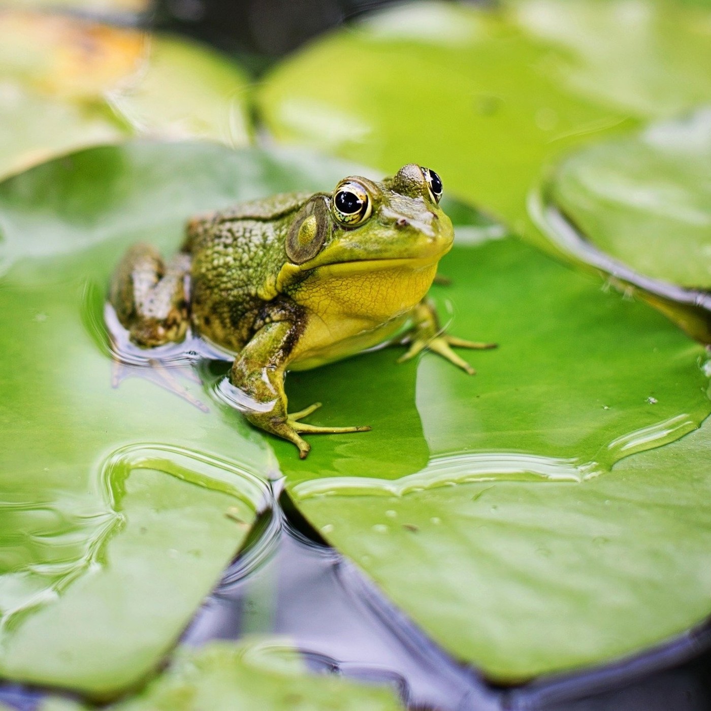 Esquinas de fábulas que sanan las tierra