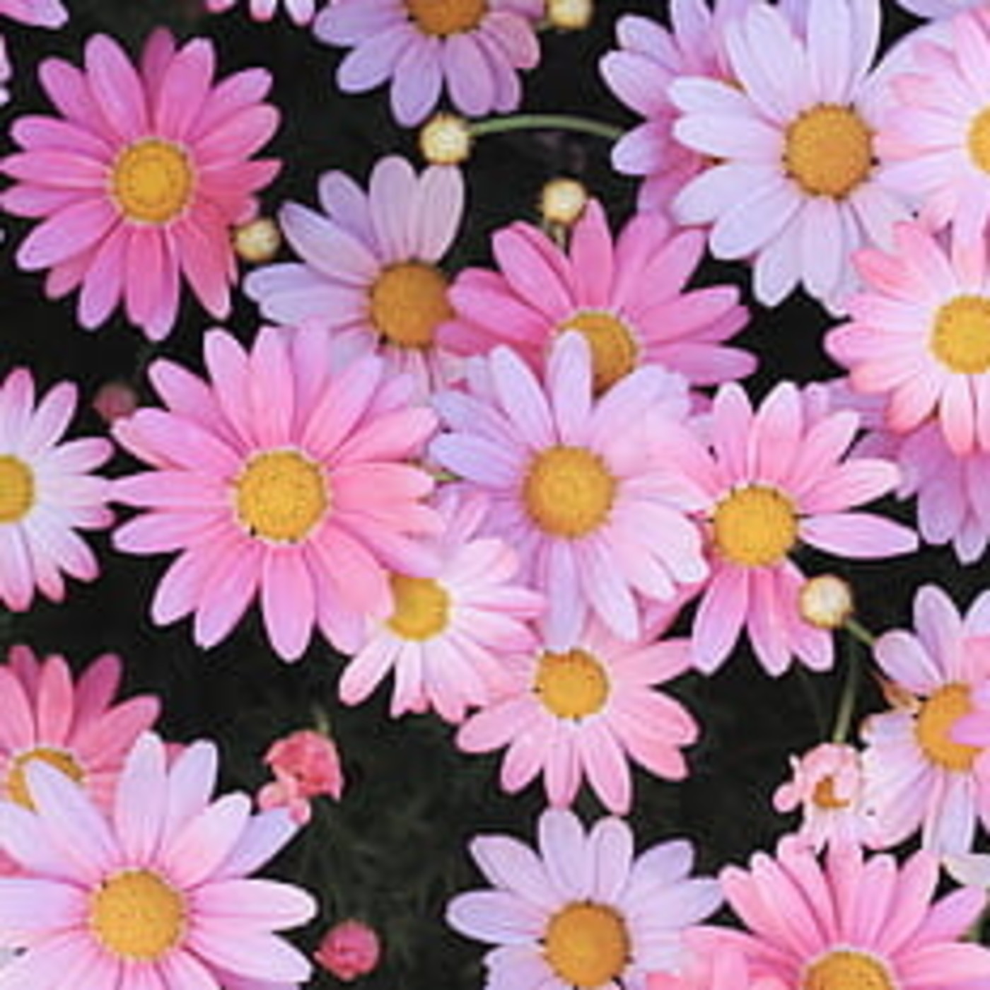 MARGARITA GONZALEZ CHILLA