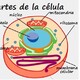 corte científico de las neuronas