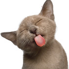 LENGUAS DE GATO