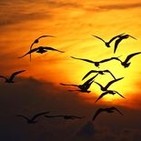 Adaptación de: El dolor del Condor y la Pachamama