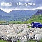 Prisiau gwartheg ac wyn yn is na’r llynedd, pam?