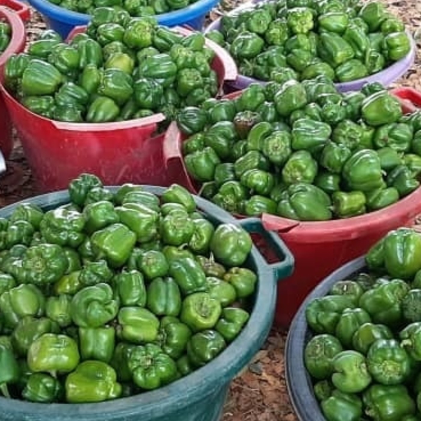 Soberanía alimentaria en Radio Djan Djan 