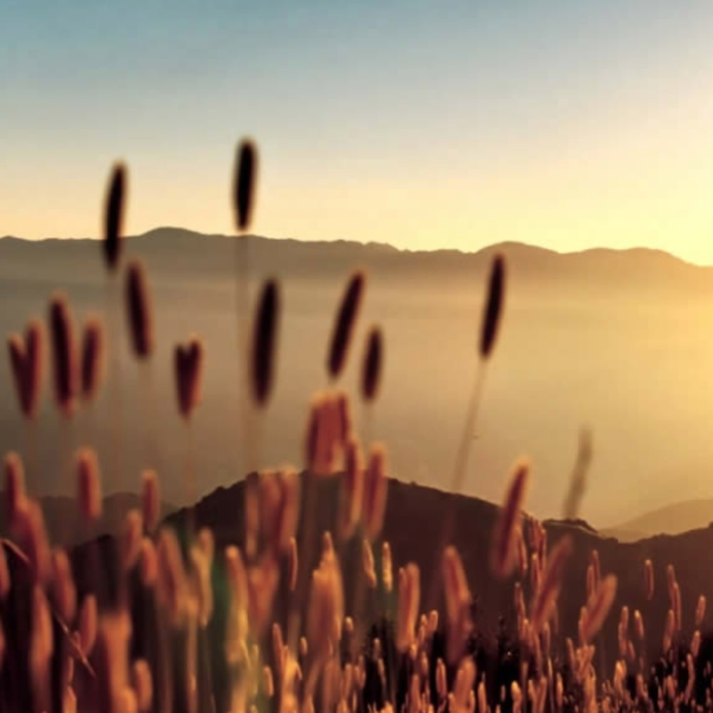 Predicaciones Enero 2018