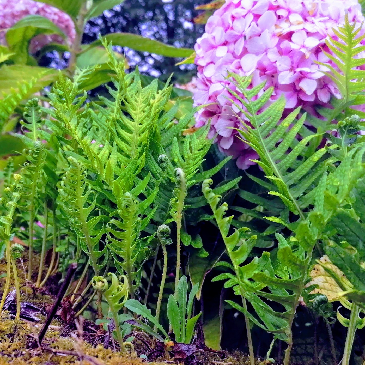 Luciérnagas de luz verde