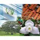 embed image