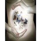 Colección de Mariposas...Música para sentir