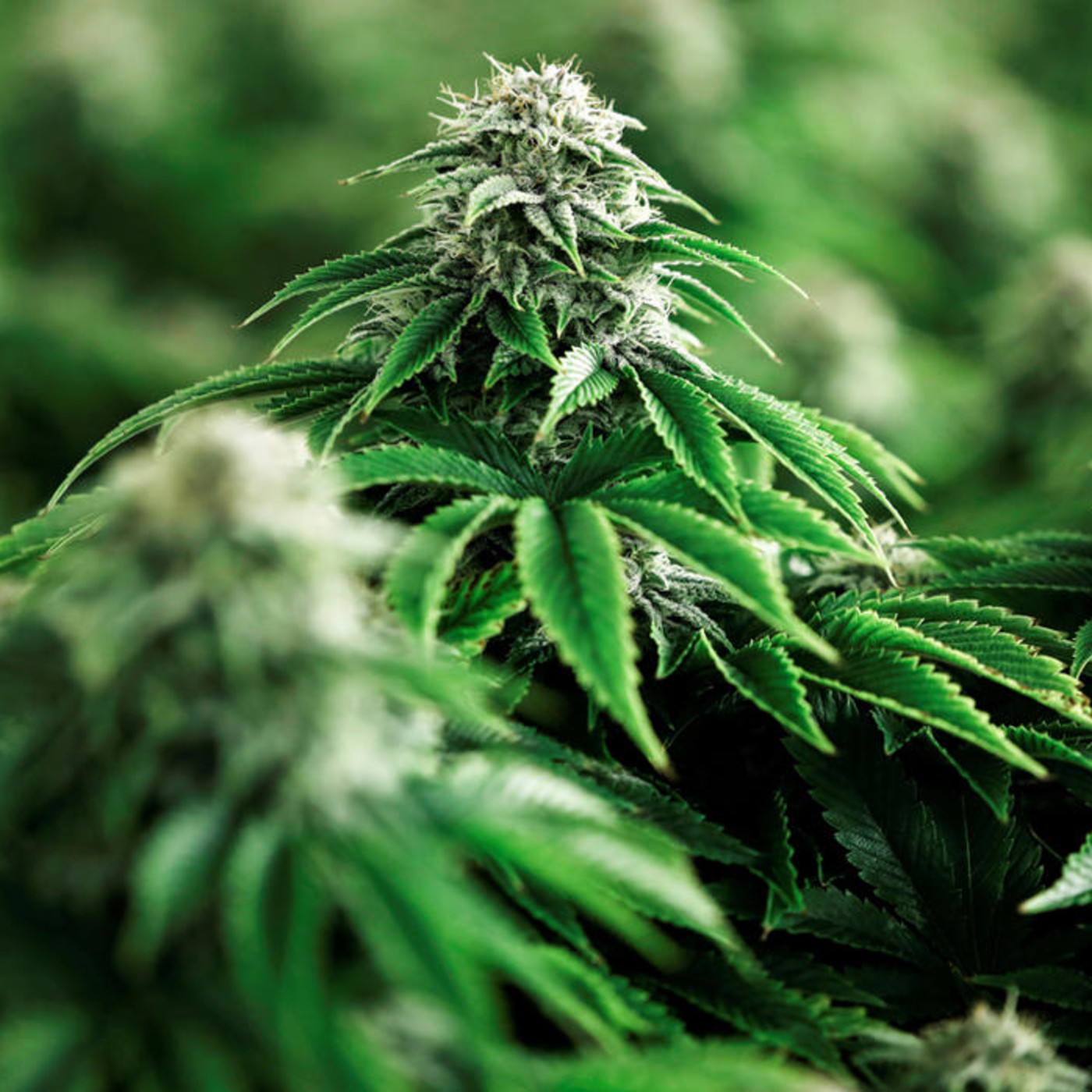 El cannabis: Entrevista al jefe de una asociación