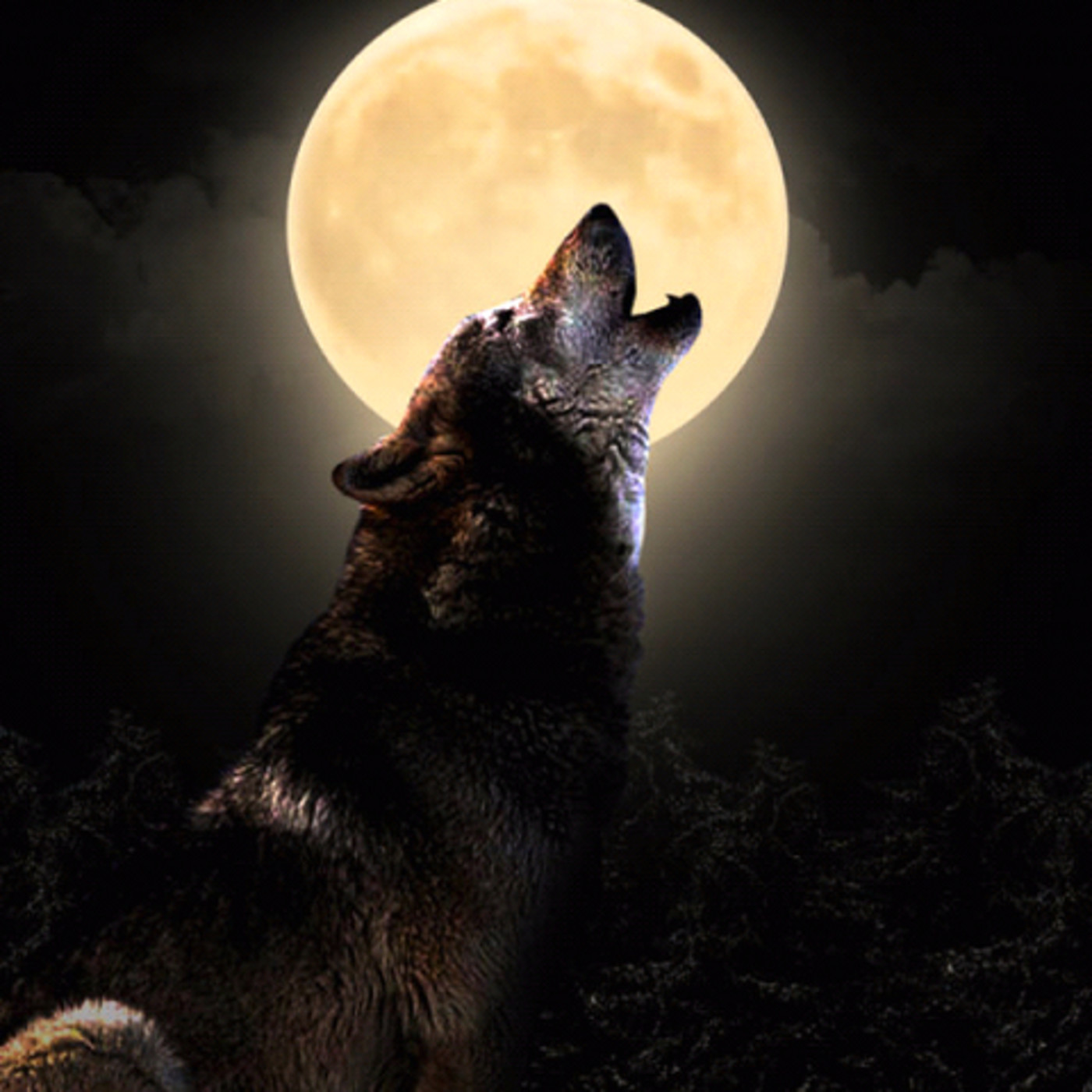 Introducir 35+ imagen lobos en la noche