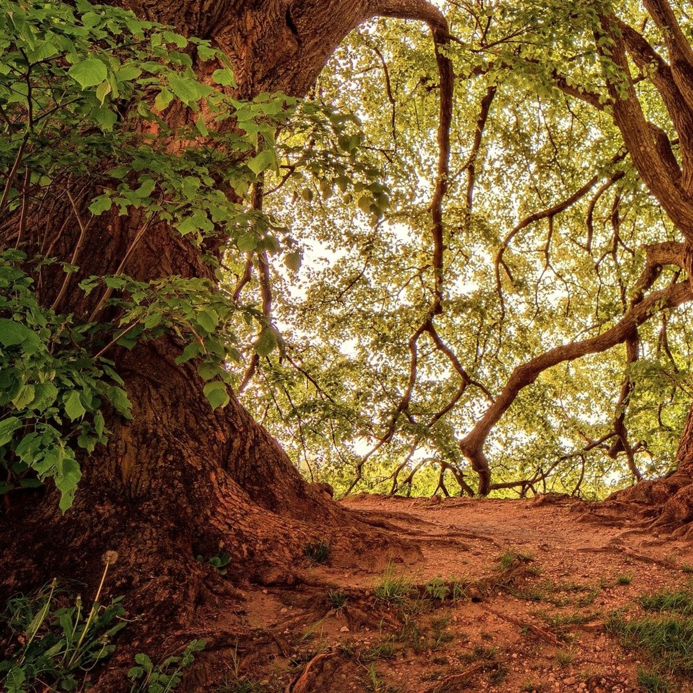 El Bosque de los Gnomos