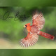 Avian Beauty Podcast #21