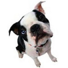 Noah's Bark Episode 5 - David and Jon from TmoNews.com talk rumors, blogs, and Android