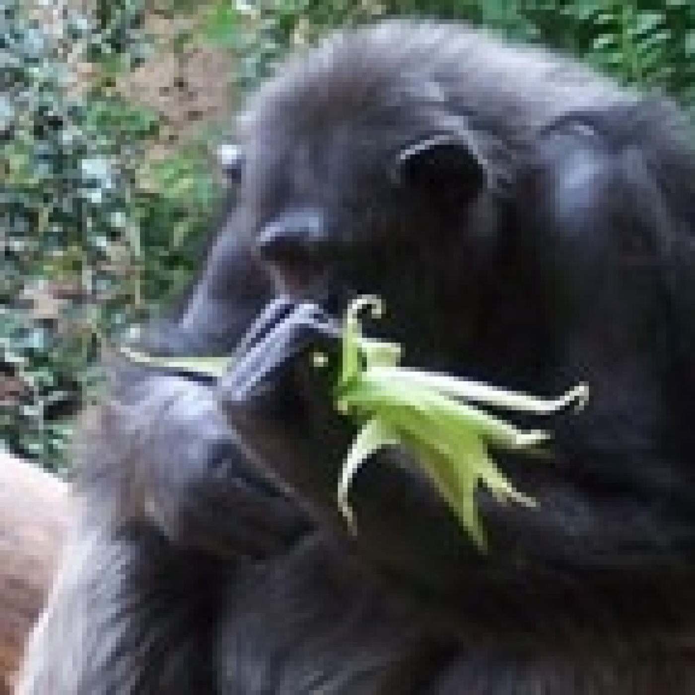 El mono de la maraca