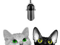Katter & barn