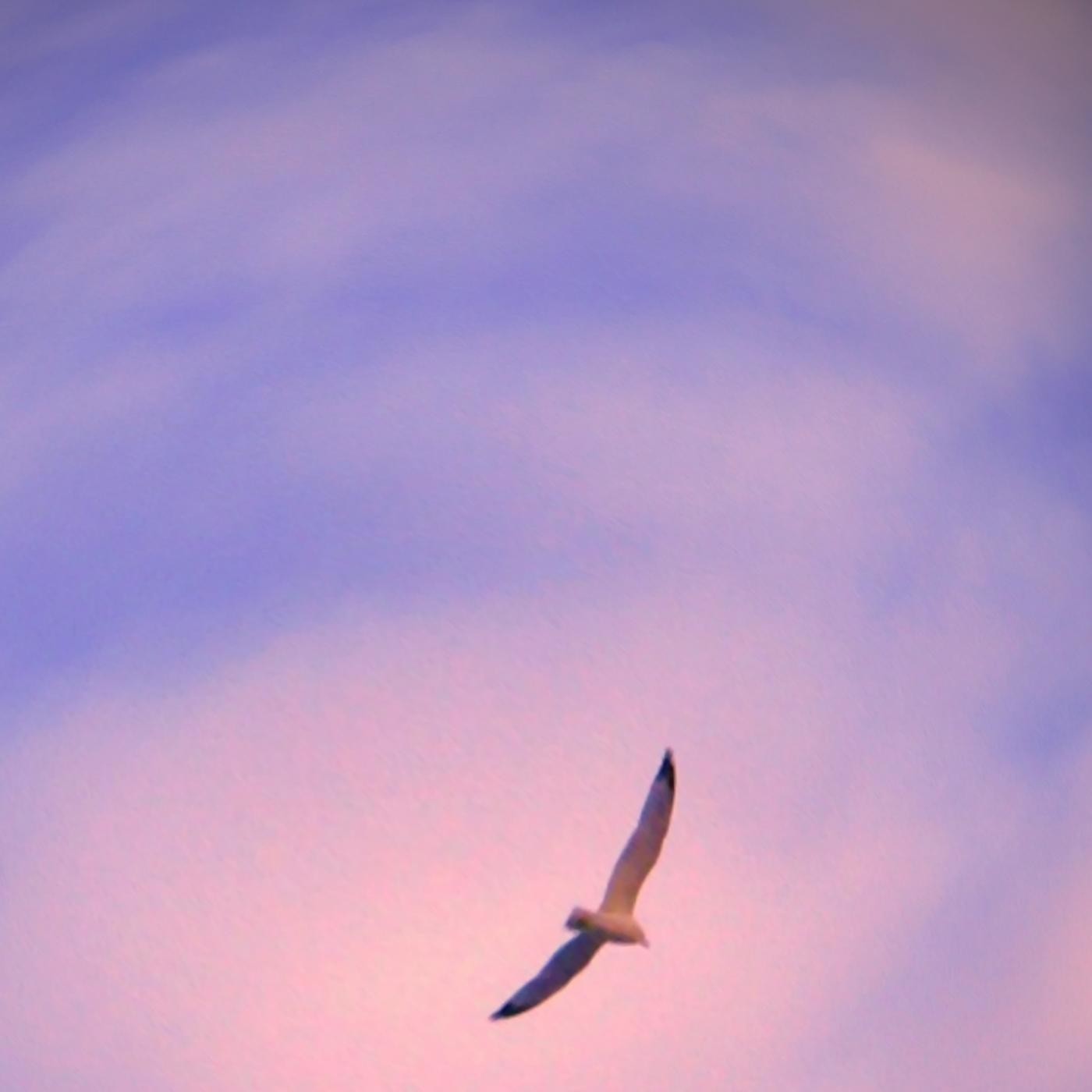 JUAN SALVADOR GAVIOTA