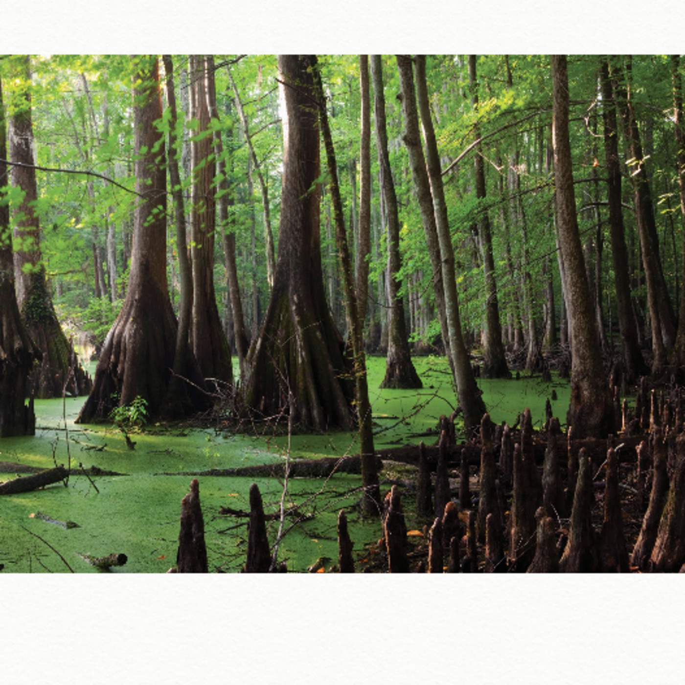SWAMP BLUES