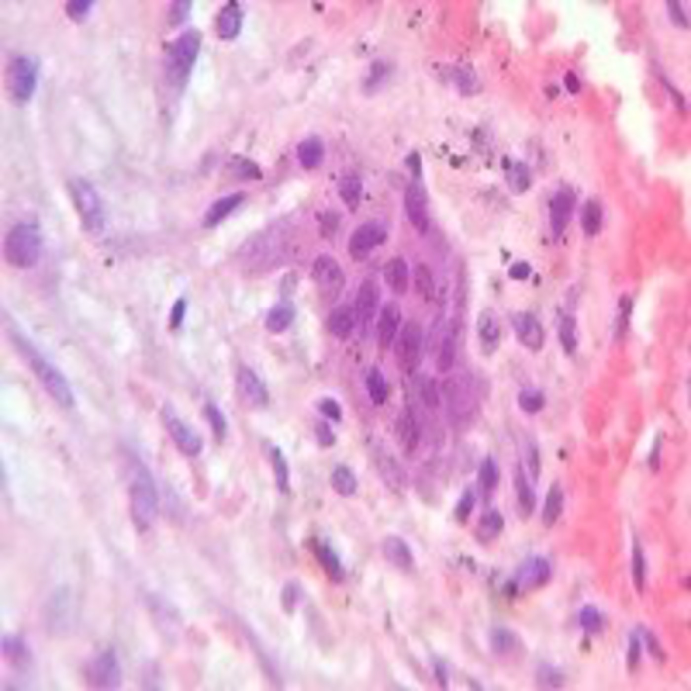 Clases de HIstología 2015