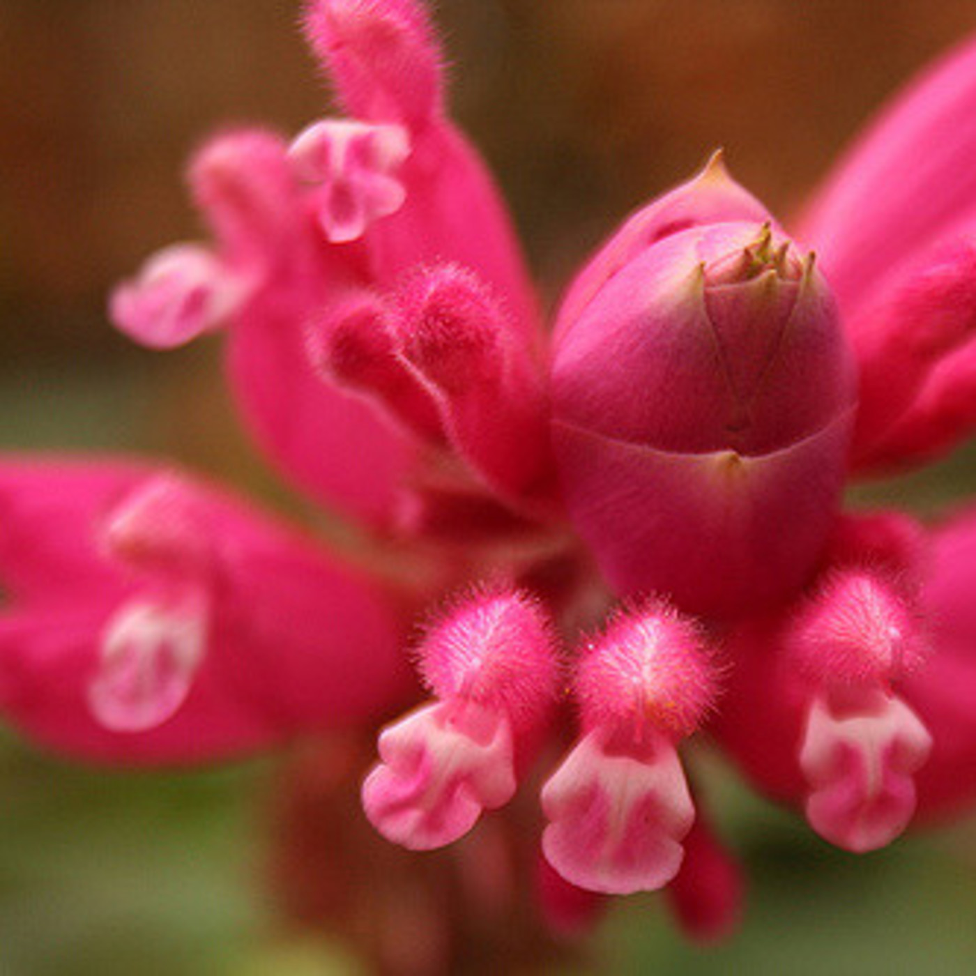 Voces con Corazón de Ciudad: Emisiones 2017