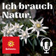 Verhexter Wald