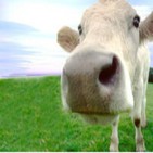 La Vaca