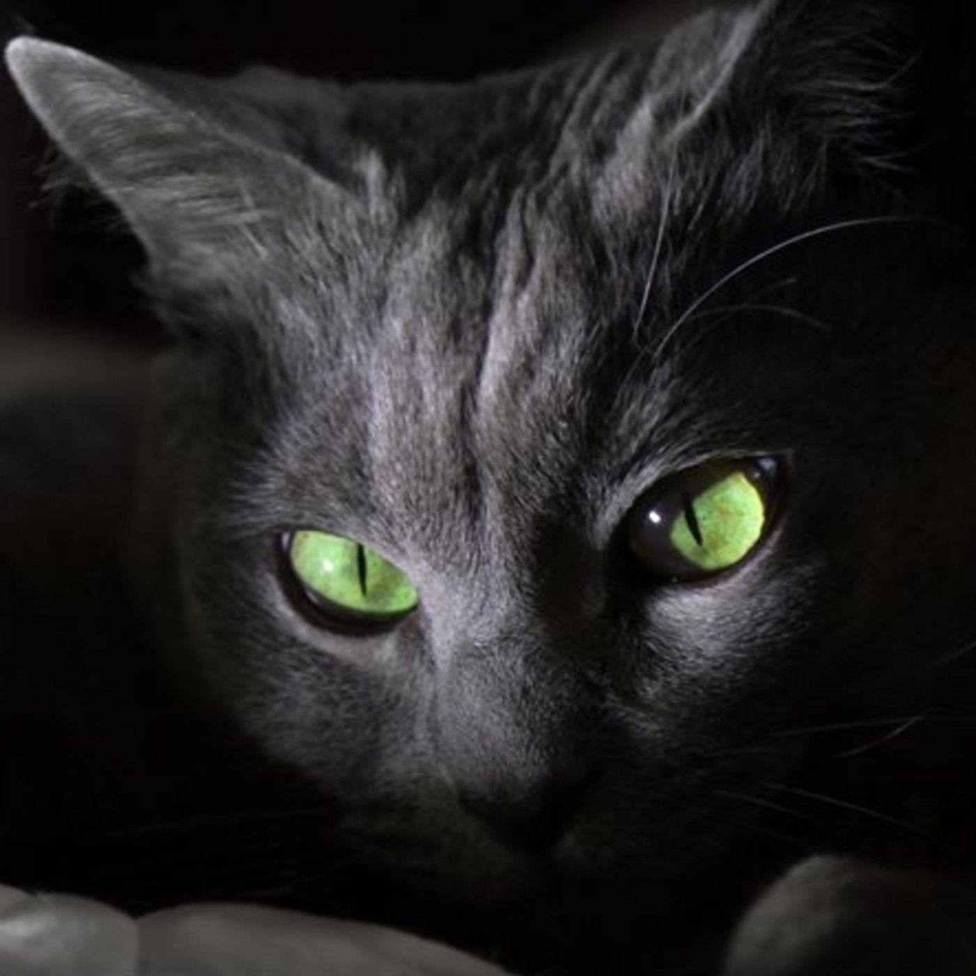 Los relatos del gato negro