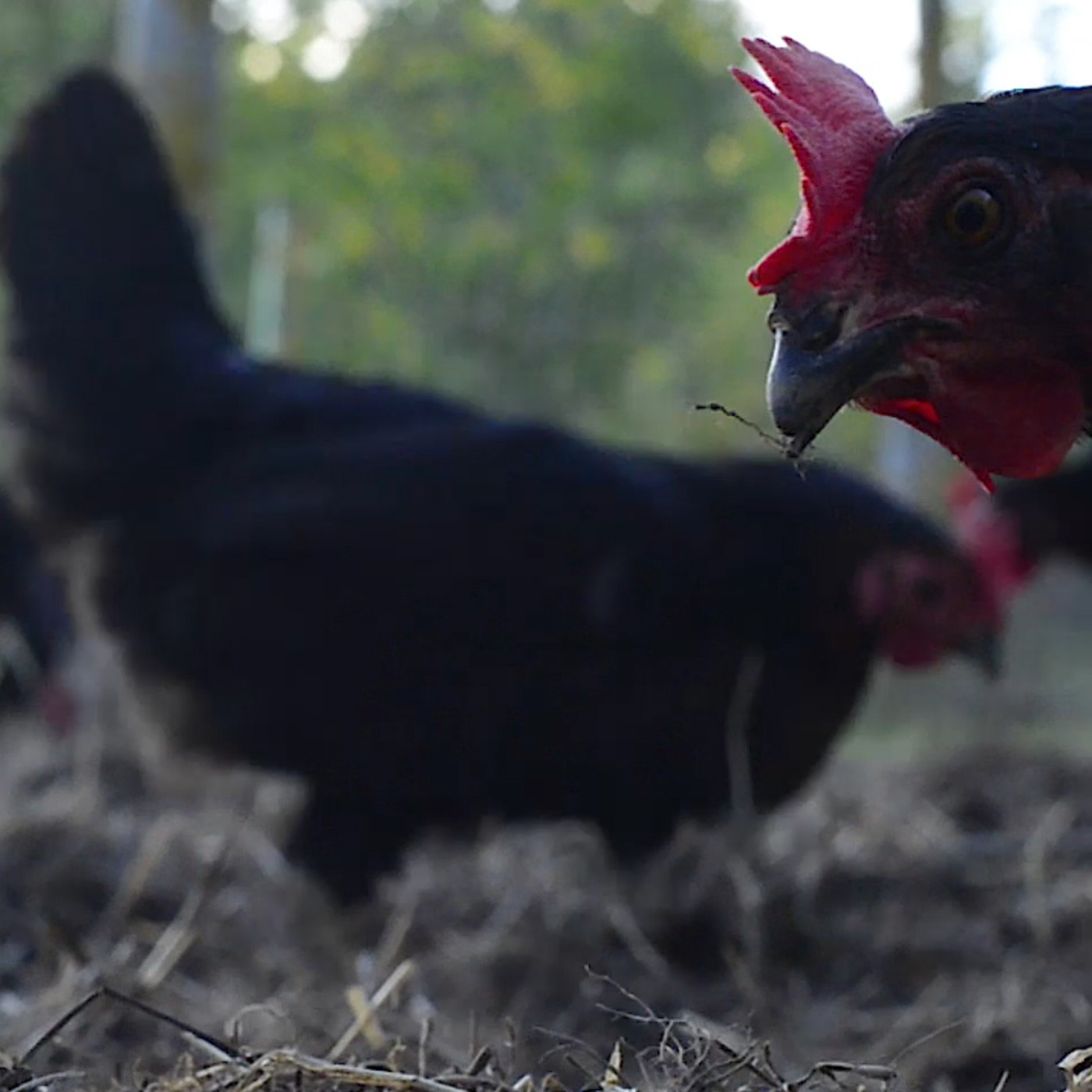 Presentación de ESTO NO ES NORMAL de Joel Salatin