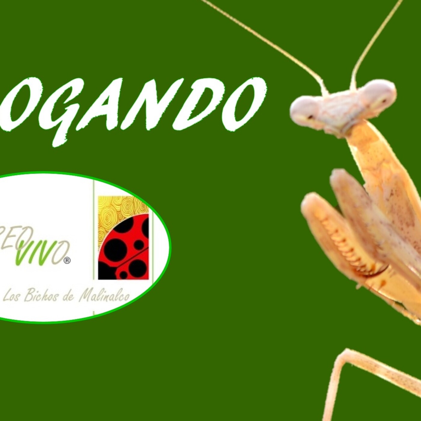 Bichologando desde el Museo Vivo