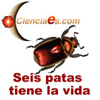 Tecnología y belleza en el mundo de los insectos.