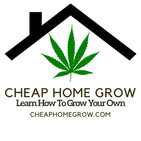 Learn How To Grow Autoflowers Hydroponically