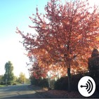 EP94: Got a New Job in Canada! Did I Regret It?