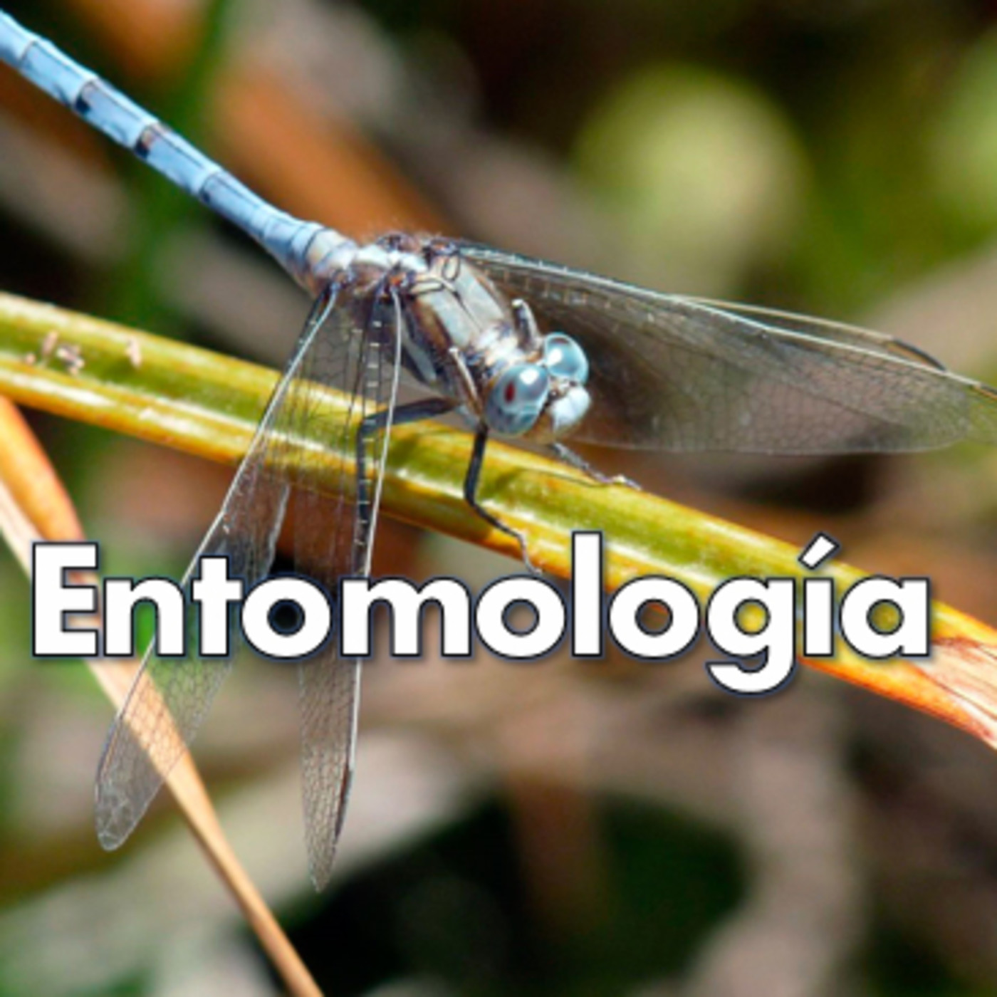 Sección Entomología