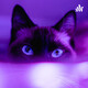 The Purple Femicell (Trailer)