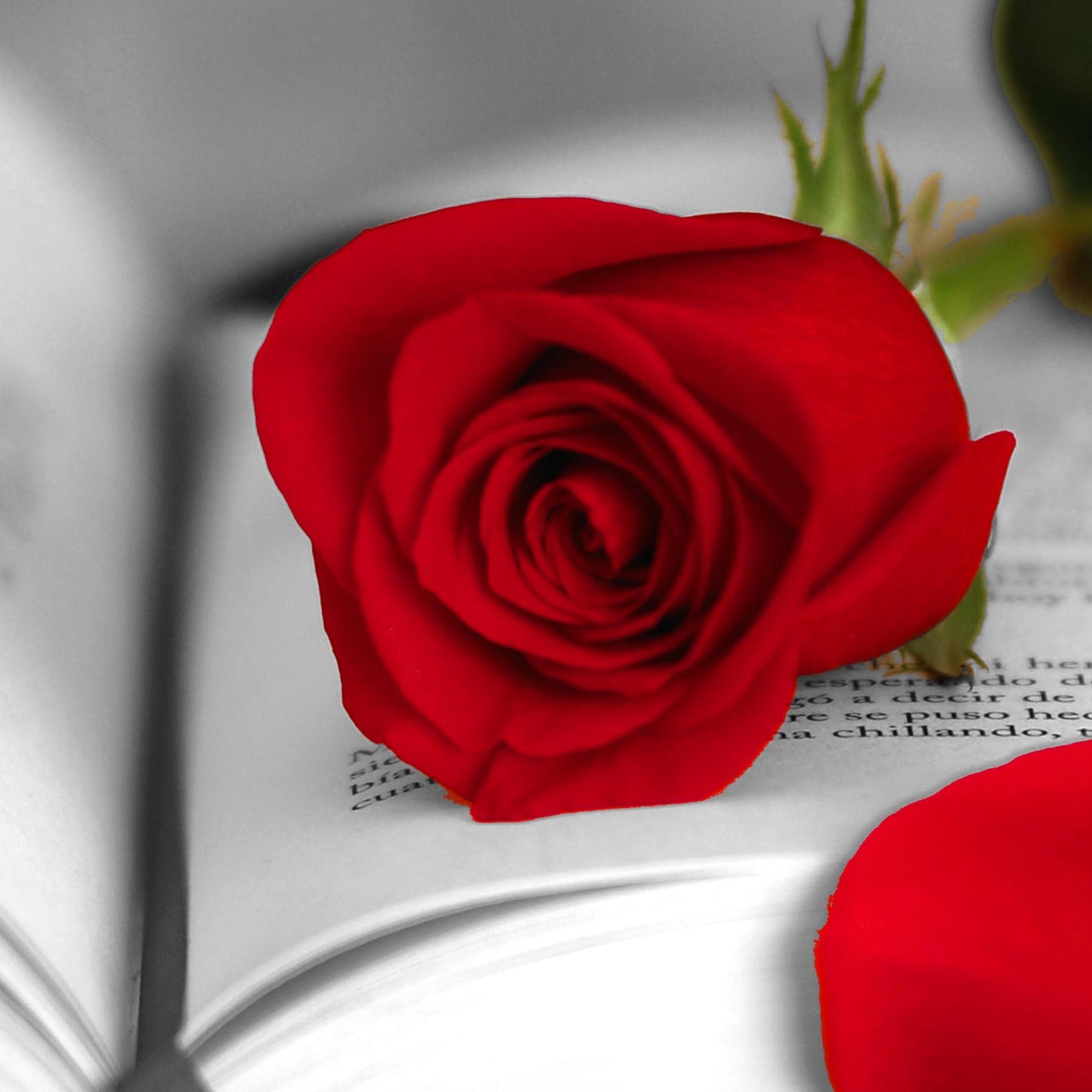 Especial Sant Jordi 2017