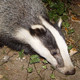 Benny Badger - Chapter 2 - Part 1