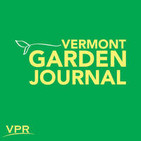 Vermont Garden Journal: How To Control Cucumber Beetles In Your Garden