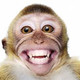 Crazy Monkey Pt 1
