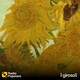I Girasoli di sab 18/01