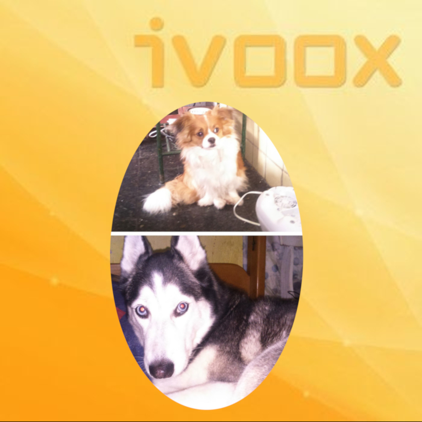 11-11-2019 - 11-17-2019 - Chiki & Bella Podcast