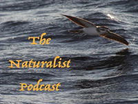The Naturalist Podcast Episode 31: Going Offshore with Kate Sutherland