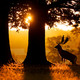 t7.trees
