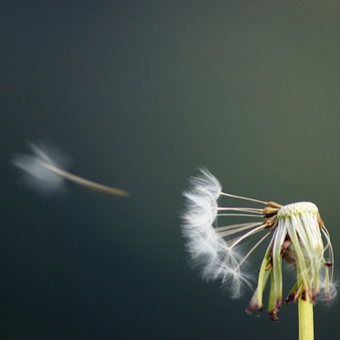 Zonas Horarias: Cometas con hilos de Paz 