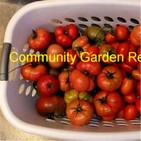 Canning Peaches and Applesauce, What to plant yet this Fall Season, USDA