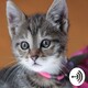 Do this for your own audio
